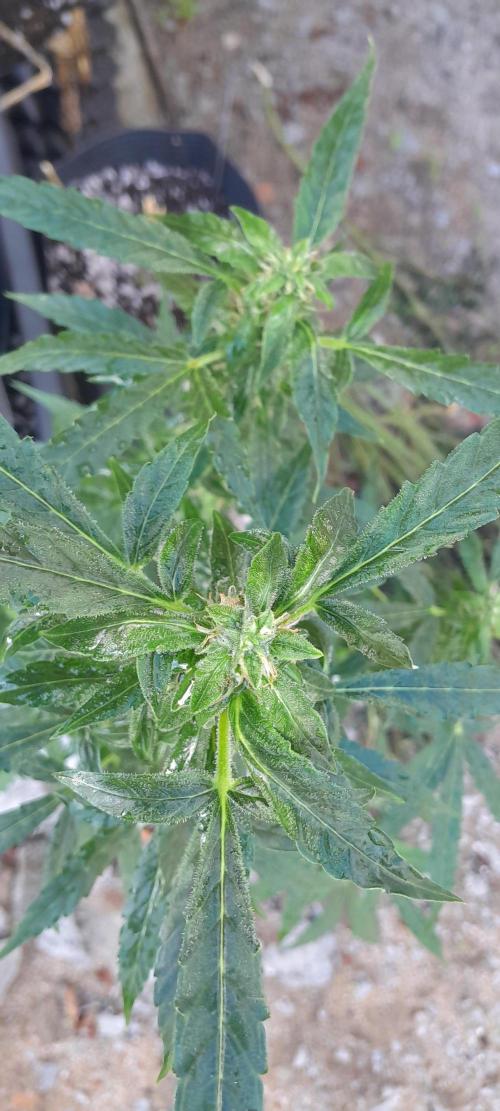 Milgrows Critical Auto. Week 8