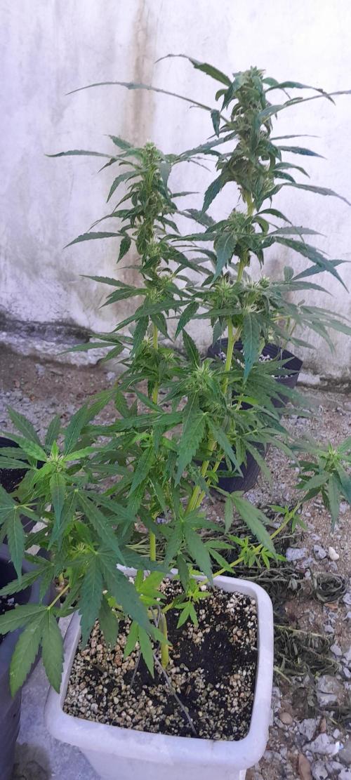 Milgrows Critical Auto. Week 8