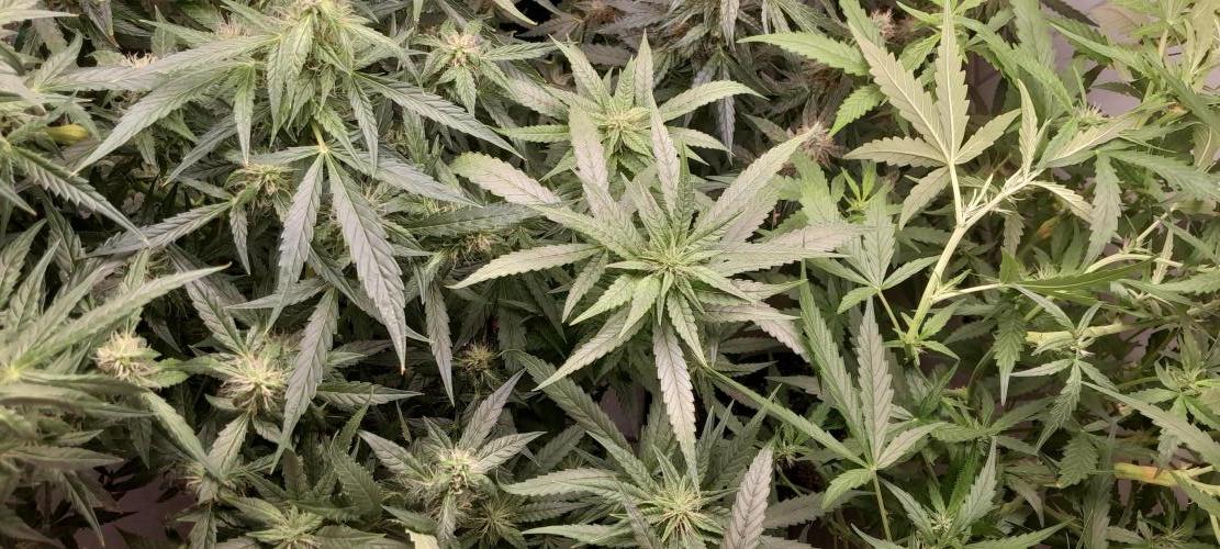 Duas Diesel. Week 7
