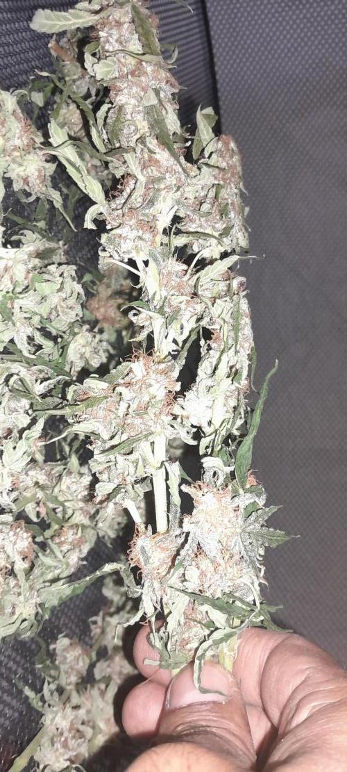 Blueberry. Week 11