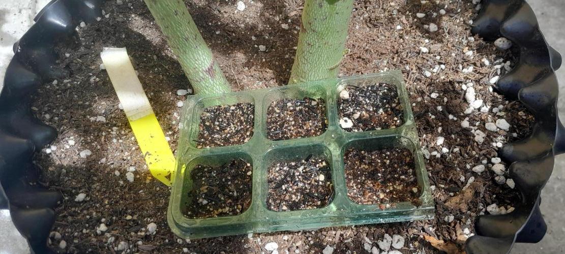 Umas variedade das antigas !. Week 0