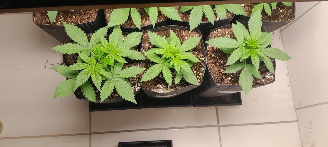 Uma novidade antes do verão chegar.. Week 3