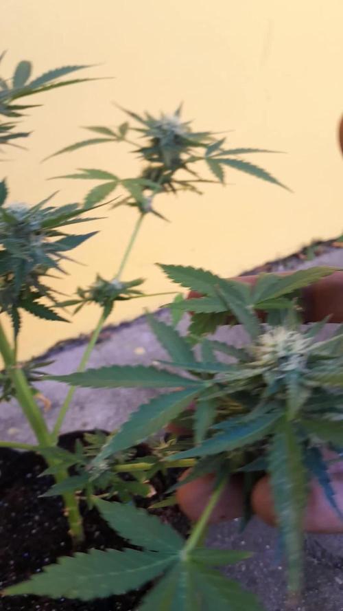 Moby Auto 