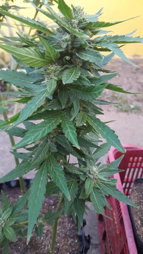CBD 1:1