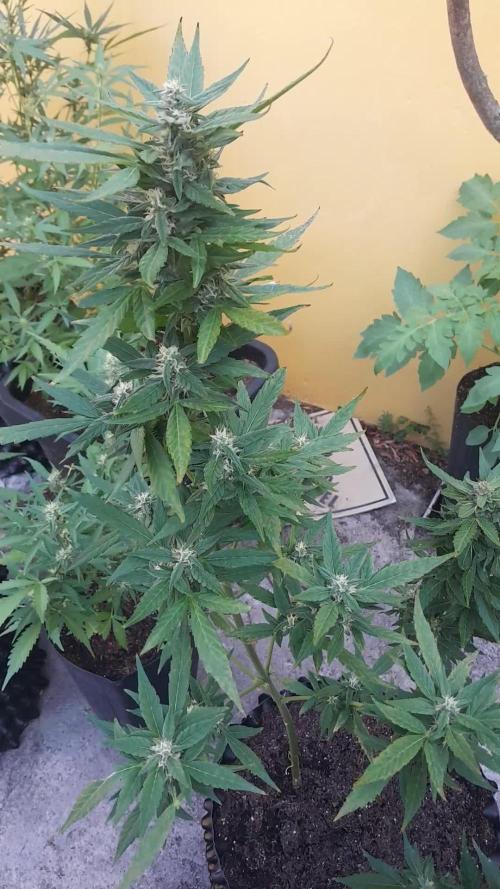 CBD 1:1
