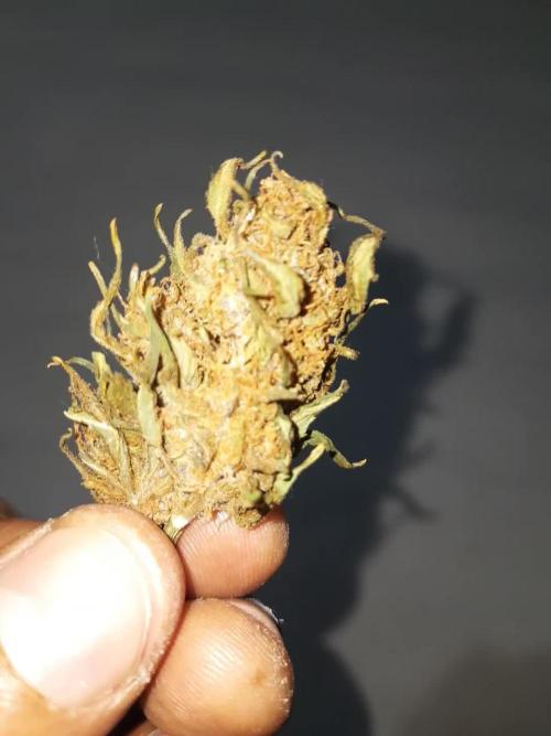 Moby Auto 
