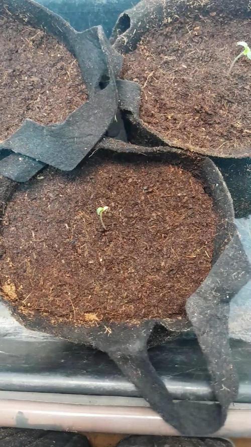 Apollo Black Cherry Auto