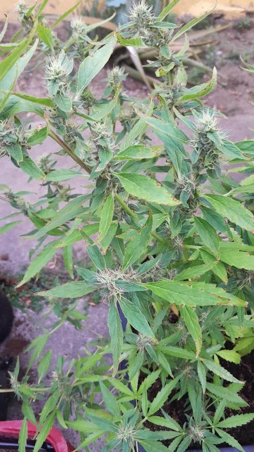 Apollo Black Cherry Auto