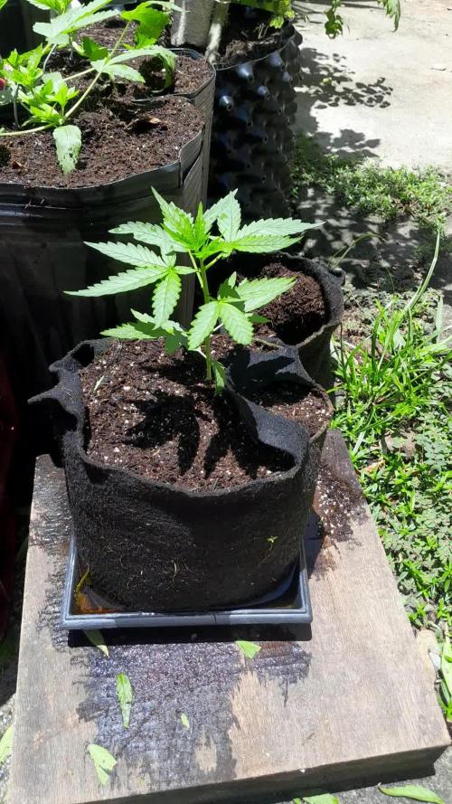 Apollo Black Cherry Auto