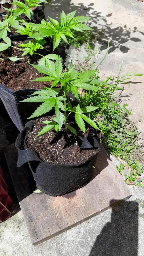 Apollo Black Cherry Auto