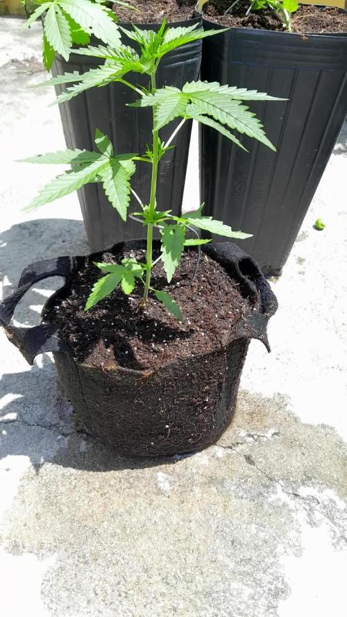 Apollo Black Cherry Auto