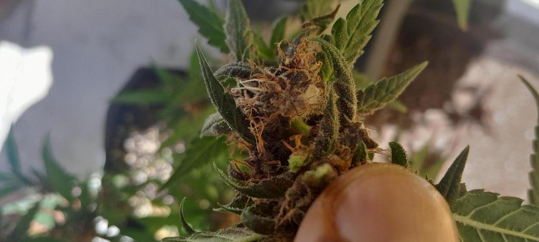 Que venha uma cor linda !. Week 9