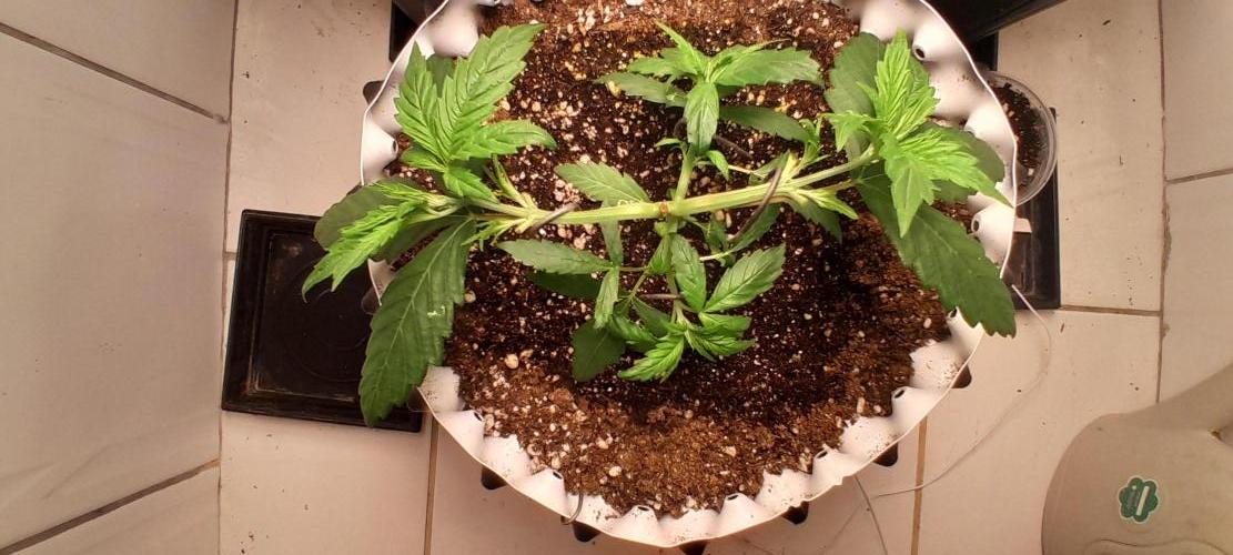 Umas variedade das antigas !. Week 2
