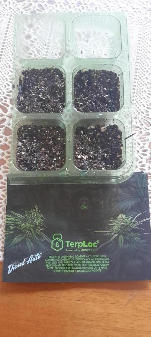 Umas variedade das antigas !. Week 0