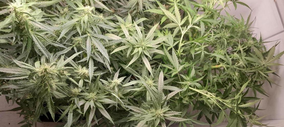 Duas Diesel. Week 7