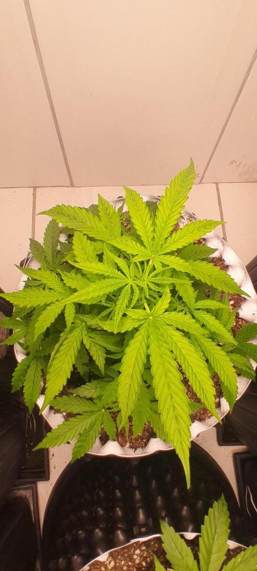 Blueberry. Week 4