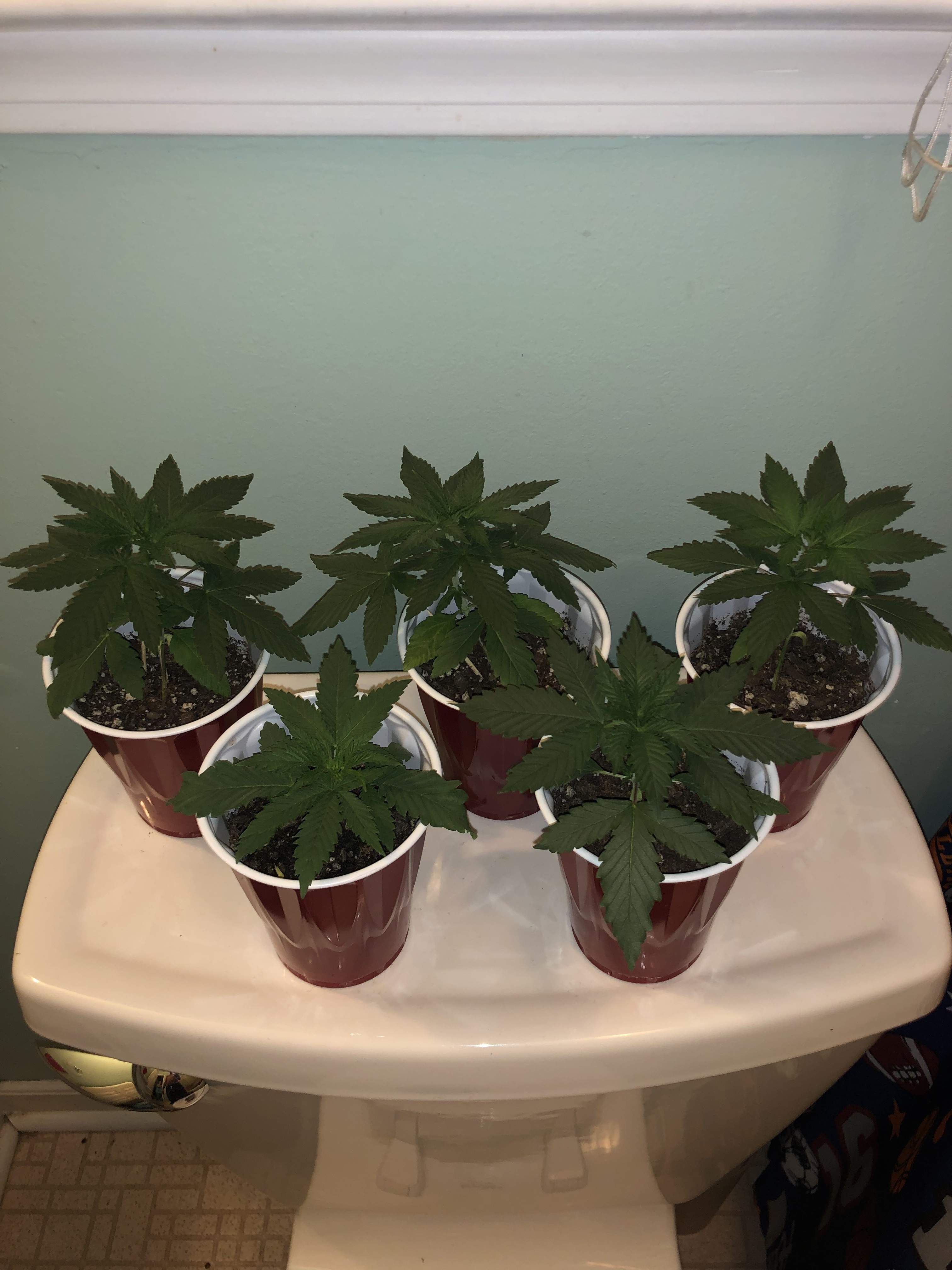 Sour Diesel grow diary (journal) week4 by Topmonty GrowDiaries