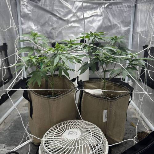 RQS Fruit Spirit. Week 2