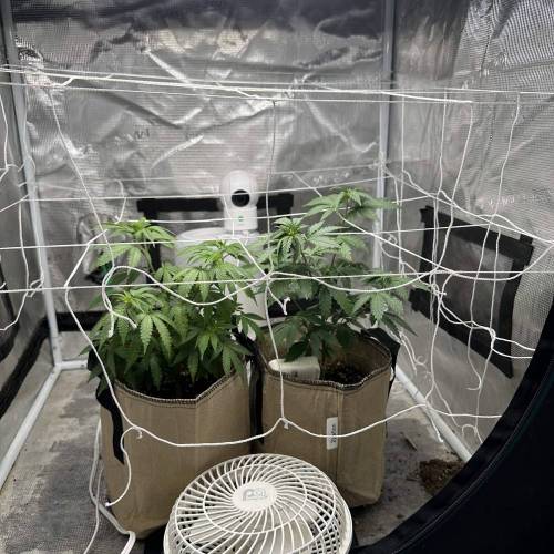 RQS Fruit Spirit. Week 2