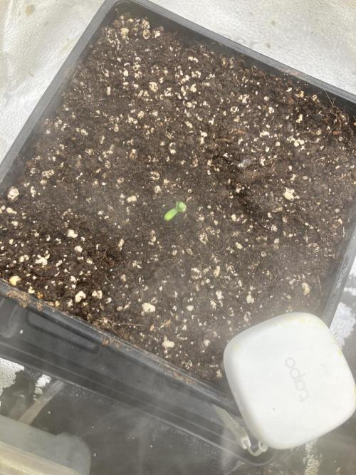 Malawi X Panama Fem. Week 1 - Day 0 28/04