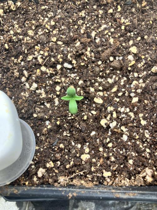 Malawi X Panama Fem. Week 1 - Day 1