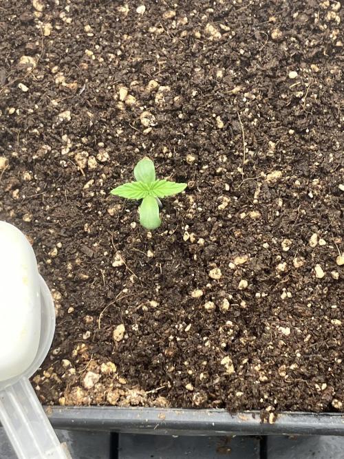 Malawi X Panama Fem. Week 1 - Day 2