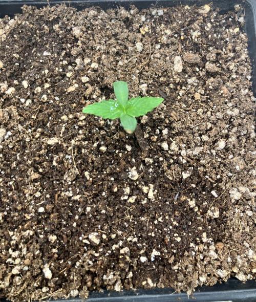 Malawi X Panama Fem. Week 1 - Day 3