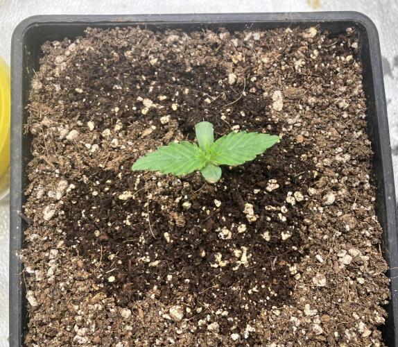Malawi X Panama Fem. Week 1 - Day 4