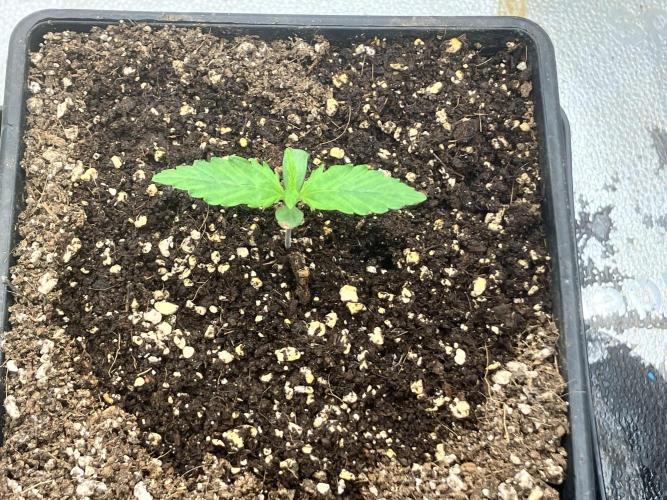 Malawi X Panama Fem. Week 1 - Day 5
