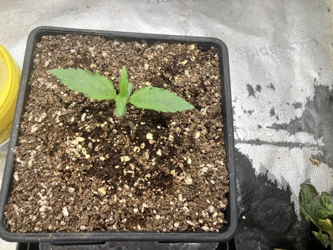 Malawi X Panama Fem. Week 1 - Day 6 