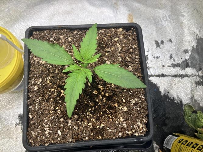 Malawi X Panama Fem. Week 2 - Day 8