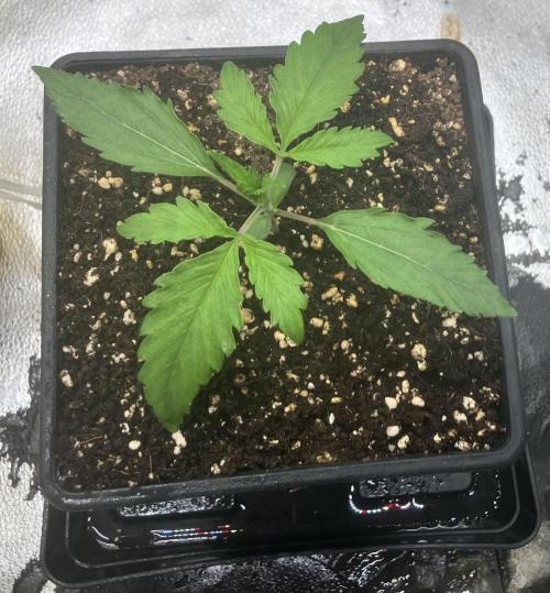 Malawi X Panama Fem. Week 2 - Day 9