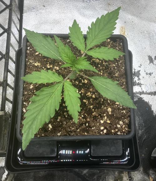 Malawi X Panama Fem. Week 2 - Day 10