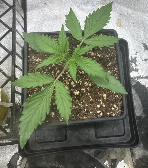 Malawi X Panama Fem. Week 2 - Day 11