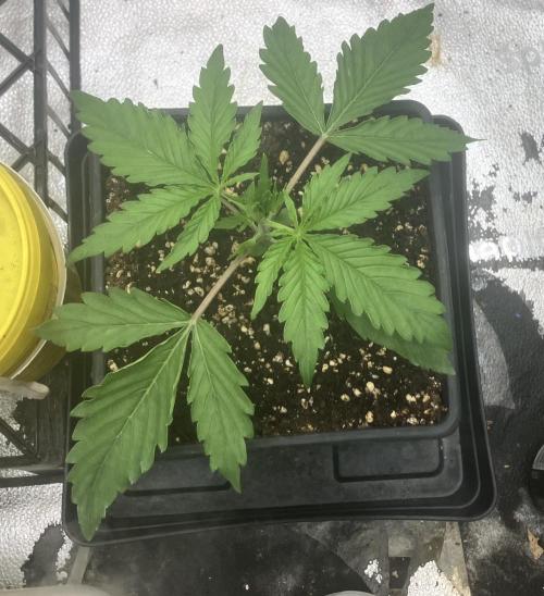 Malawi X Panama Fem. Week 2 - Day 12