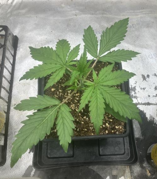 Malawi X Panama Fem. Week 2 - Day 13