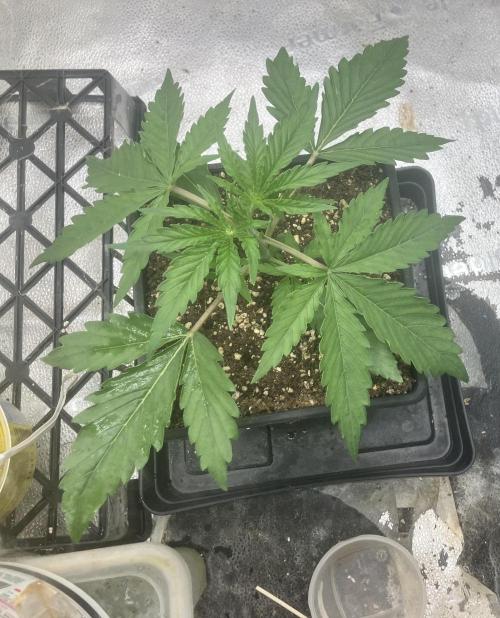Malawi X Panama Fem. Week 3 - Day 14