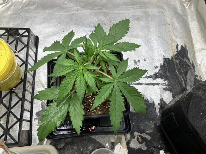 Malawi X Panama Fem. Week 3 - Day 15