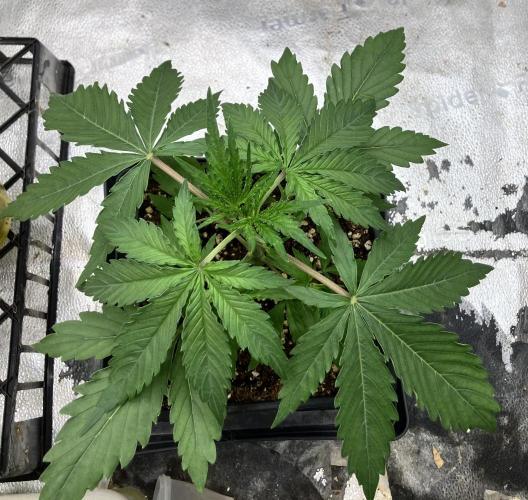 Malawi X Panama Fem. Week 3 - Day 16