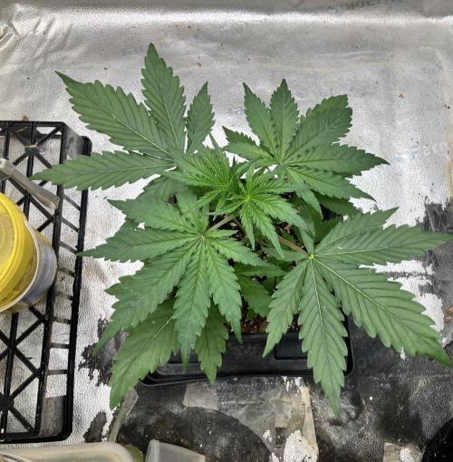 Malawi X Panama Fem. Week 3 - Day 17