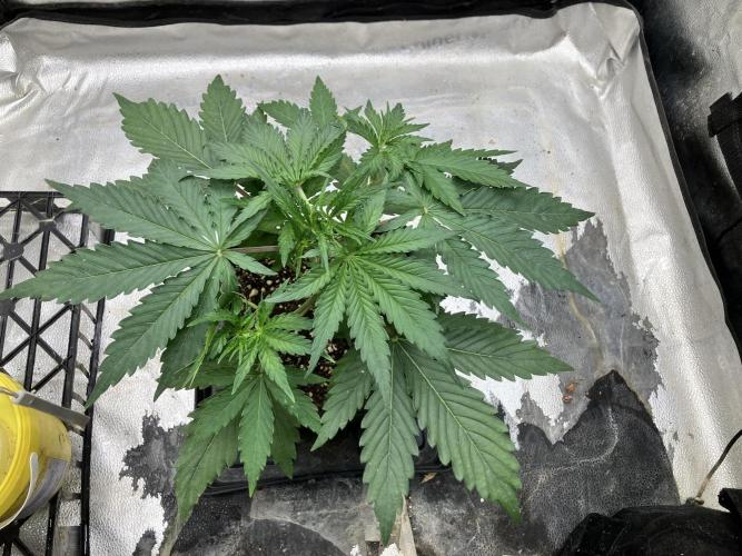 Malawi X Panama Fem. Week 3 - Day 19