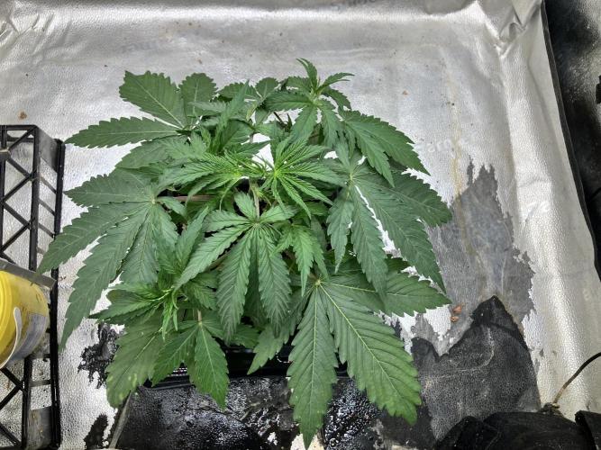 Malawi X Panama Fem. Week 3 - Day 20