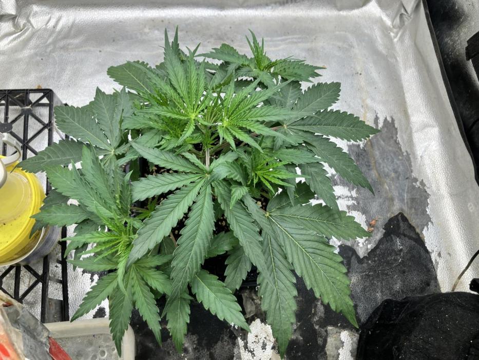 Malawi X Panama Fem. Week 4 - Day 21 
19/05