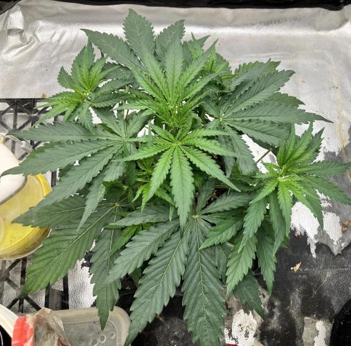 Malawi x Panama. Week 4