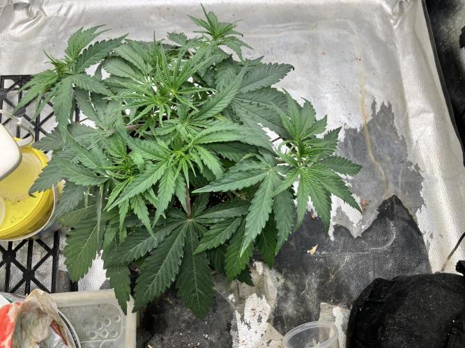 Malawi X Panama Fem. Week 4 - Day 23