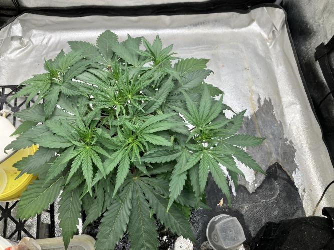 Malawi X Panama Fem. Week 4 - Day 25