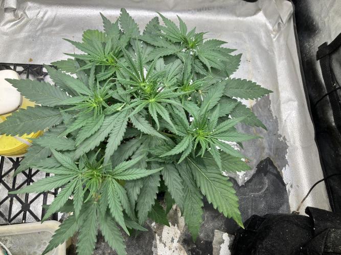 Malawi X Panama Fem. Week 4 - Day 26