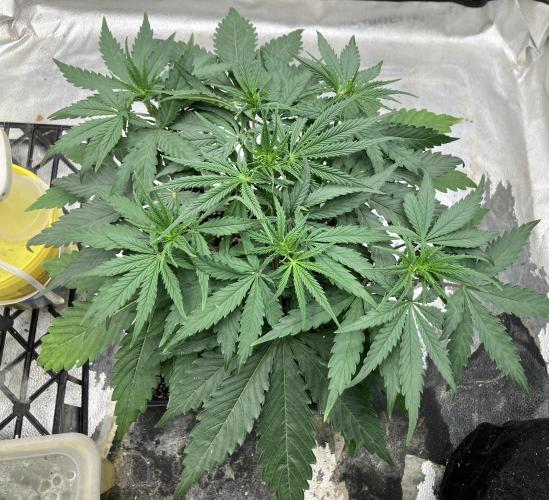 Malawi X Panama Fem. Week 4 - Day 27