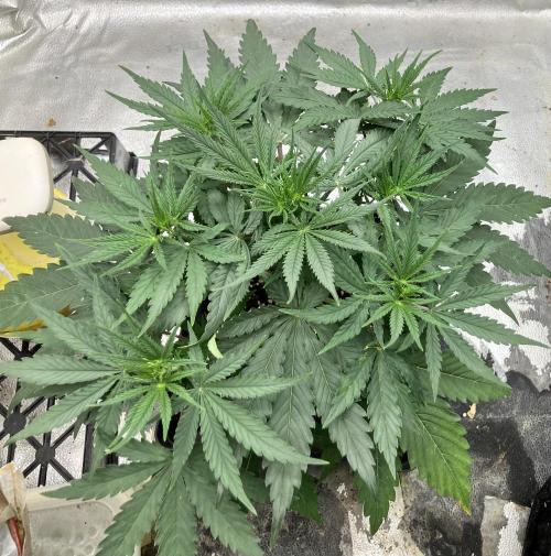 Malawi X Panama Fem. Week 4 - Day 28