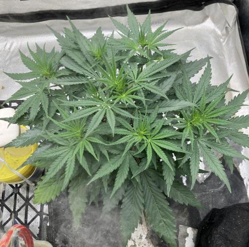 Malawi X Panama Fem. Week 5 - Day 29